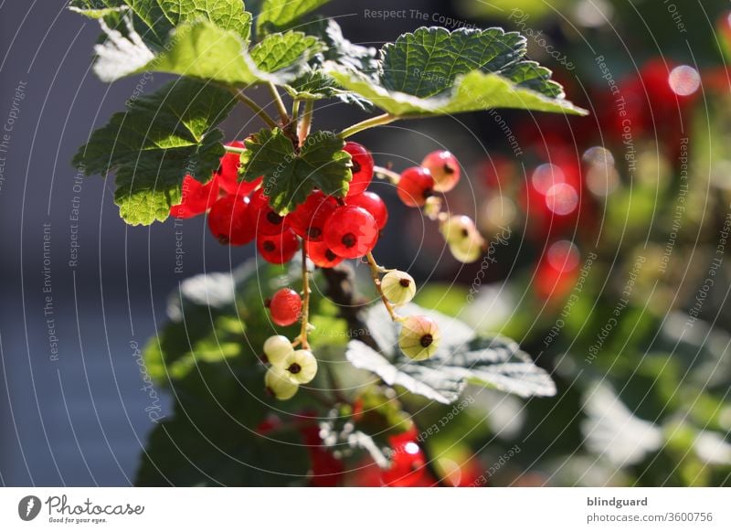 Rote Johannisbeeren im eigenen Garten. Süß-saurer, vitaminreicher Sommergenuss und hervorragend geeignet für Marmelade, Cocktails, Longdrinks, Kuchen, Aufgesetzten oder natürlich einfach vom Strauch naschen.