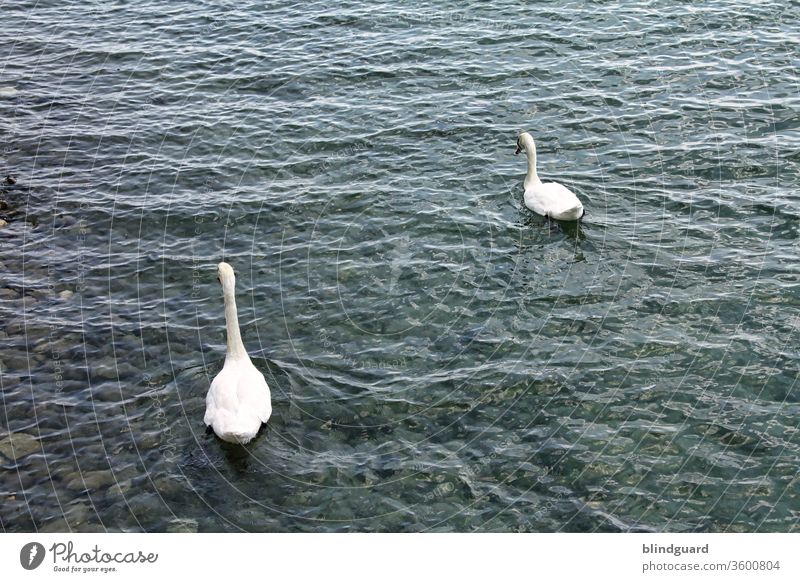 Mir SCHWANt nix gutes Schwan Schwäne Wasservögel zierlich Vogel See Tier Flügel Fluss Natur weiß Feder Schwanensee Schnabel Stolz Im Wasser treiben Wellen