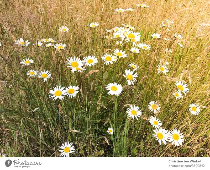 Wiesenmargeriten stehen auf einer trockenen und nicht gemähten Wiese Margeriten Margeritenwiese Pflanze Blume Wildblumen Wiesenblumen Sommer Blüten blühend