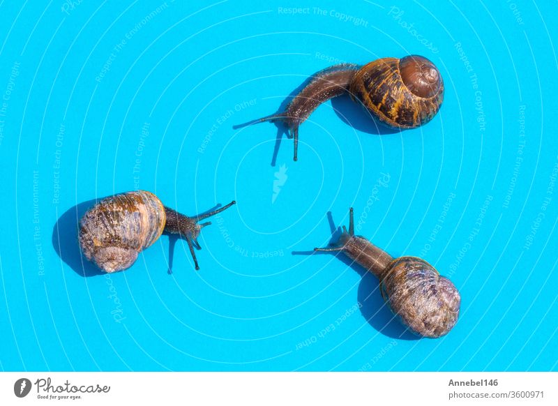 Drei Schnecken krabbeln auf pastellblauem Hintergrund im Dreieck aufeinander zu, Schnecken mit hausputzigen Wildtieren in der Makrofotografie Lebensmittel Haus