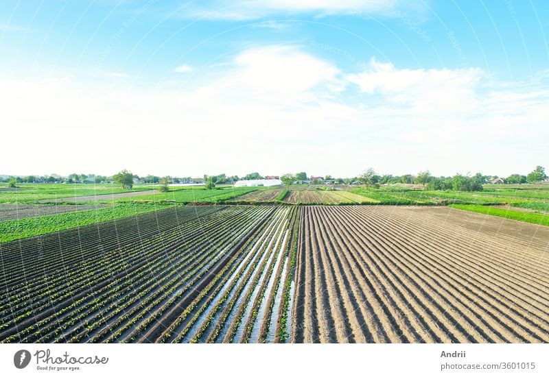 Der Acker ist mit landwirtschaftlichen Pflanzen bepflanzt. Bewässerung der Pflanzen. Agrarindustrie, Agrarwirtschaft. Landwirtschaft, europäisches Ackerland. Traditionelles Bewässerungssystem. Anbau und Produktion von Lebensmitteln. Ländlicher Raum