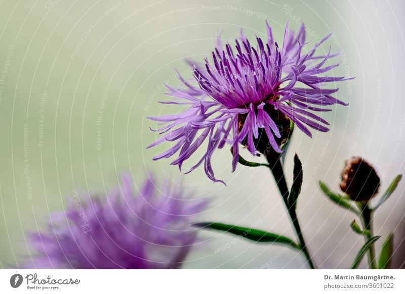 Wiesenflockenblume, Blütenstand, Closeup Flockenblume blühen Staude Asteraceae Compositae Centaurea jacea Pflanze