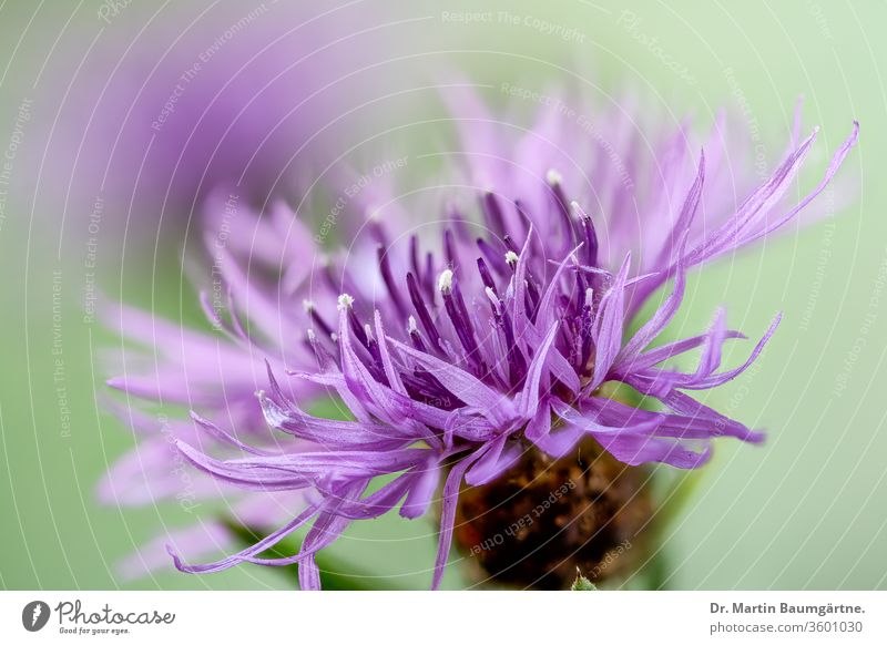 Wiesenflockenblume (Centaurea jacea), Blütenstand, Close-up Flockenblume blühen Closeup Pflanze Staude Asteraceae Compositae