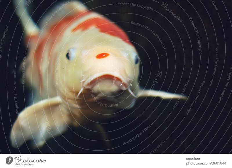 fisch guckt aus dem wasser Fisch Zierfisch Karpfen Koi-Karpfen Wasser Auarium :-( traurig Emotion Gesichtsausdruck Blick gucken Tierporträt Mund Maul Mundwinkel