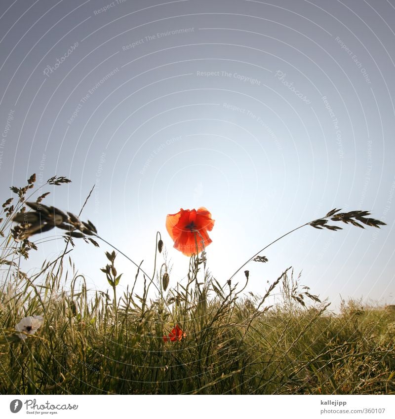 klatsche Umwelt Natur Landschaft Pflanze Tier Luft Wolkenloser Himmel Blume Gras Blatt Blüte Feld Blühend rot Mohn Klatschmohn Sommer Allergie Heuschnupfen