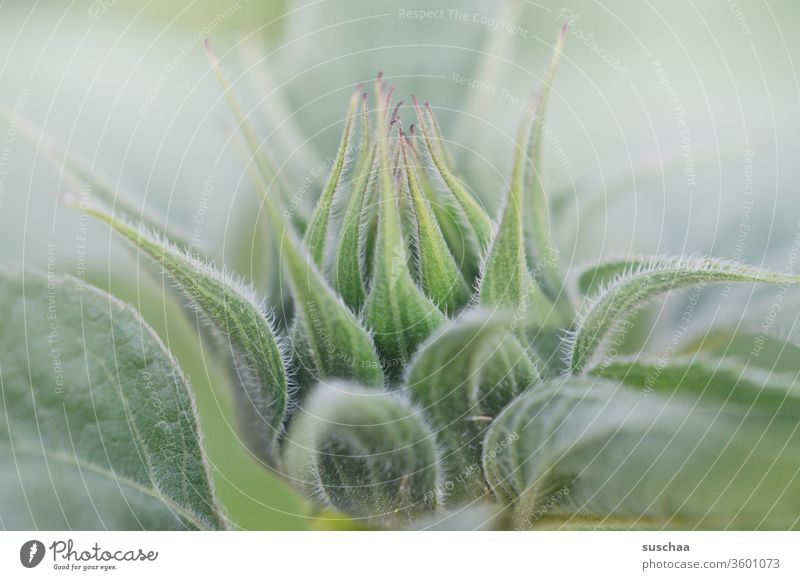 knospe Blume Blüte Knospe Wachstum erblühen entstehen aufgehen zart Härchen Werden Frühling Natur grün Garten Blütenknospe Entwicklung