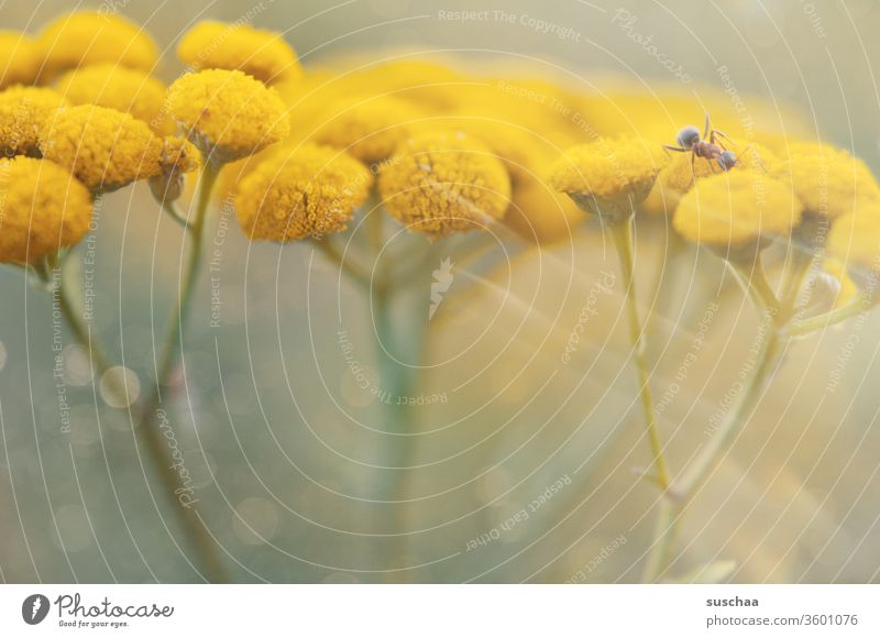 rainfarn mit ameise Gewächs Pflanze Strauch Blume Wiesenblume gelb Außenaufnahme Blüte Schwache Tiefenschärfe Sommer Ameise Natur Bokeh Zweige verzweigt Stiel