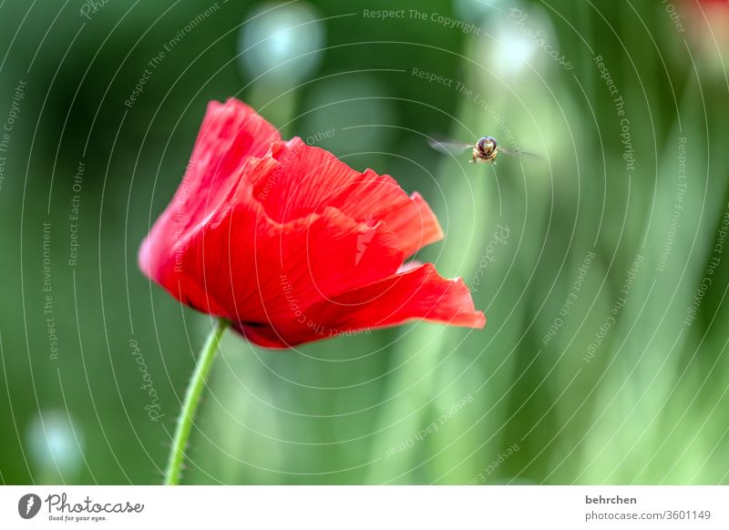 landeplatz Kontrast grün Tierporträt Wildtier Schwebfliege Farbfoto Frühling wunderschön Natur Pflanze rot Außenaufnahme Sommer Duft duftend blühen Blüte Blume