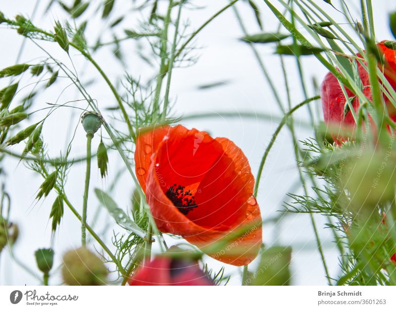 Die Blüte eines schönen roten Mohns in einer Wildblumenwiese aus der Froschperspektive, Biodiversität und Artenvielfalt lebhaft Maisrose malerisch hell Reinheit