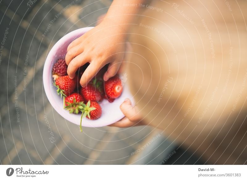 Beeren aus dem eigenen Garten gesammelt Mädchen Schälchen Schale Erdbeeren fruchtig rot lecker gesund vitamine garten Frucht frisch Lebensmittel Farbfoto Sommer