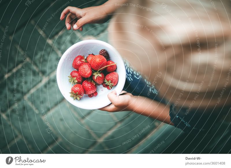 ein Schälchen mit roten Beeren selbst gesammelt Mädchen Schale Erdbeeren fruchtig lecker gesund vitamine garten Frucht frisch Lebensmittel Farbfoto Sommer süß