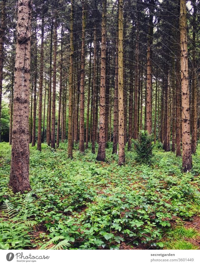 Man sieht nur mit dem Herzen gut. Das Wesentliche ist für die Augen unsichtbar. Wald Waldlichtung Waldboden Waldspaziergang Waldstimmung Waldsterben Tannenbaum