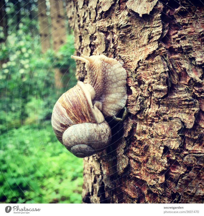 Feuchtgebiete Schnecke Schneckenhaus Schneckenschleim Weinbergschnecke Baumstamm Muster Wald braun grün langsam langsam fortbewegen langsames Leben hoch