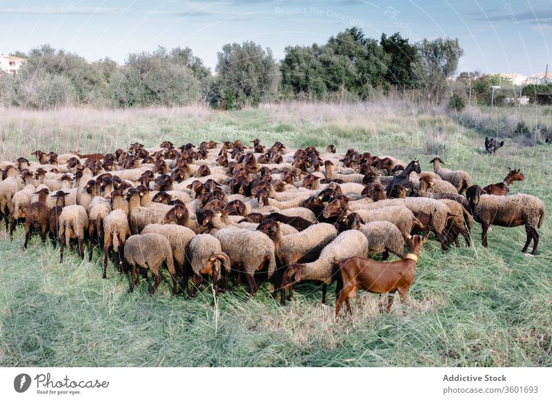 Auf der grünen Wiese weidende Schafherde Hund Feld Weide Herde Schwarm heimisch Landschaft Tier Natur ländlich Haustier Bauernhof sonnig Gras Kreatur züchten