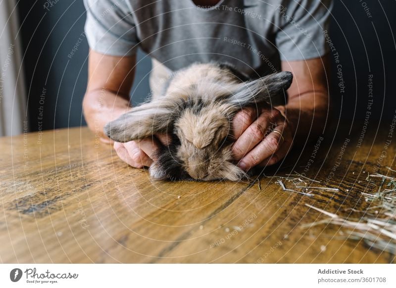 Nutzpflanzen-Mann streichelt niedliches Lop-Kaninchen lop Streicheln Hase Kraulen Fussel heimisch Senior männlich Tier Tisch Fell hölzern Haustier dick weich