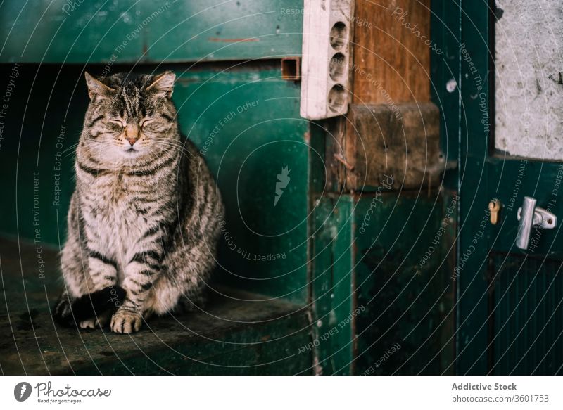 Obdachlose Katze auf einer Treppe in einem alten Gebäude heimatlos schäbig Haus Treppenhaus niedlich lokal Tabby Tier Haustier katzenhaft sitzen Säugetier Fell