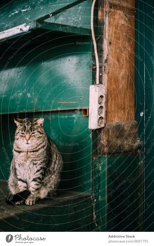 Obdachlose Katze auf einer Treppe in einem alten Gebäude heimatlos schäbig Haus Treppenhaus niedlich lokal Tabby Tier Haustier katzenhaft sitzen Säugetier Fell