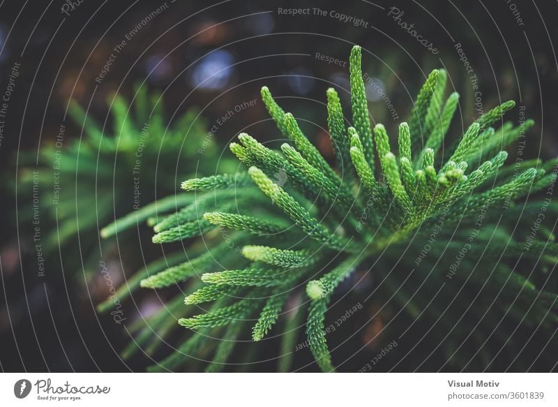 Blätter von Araucaria Heterophylla, allgemein bekannt als Norfolk-Island-Kiefer Blatt Baum Norfork nadelhaltig Araukarien-Heterophyllie Immergrün Ast