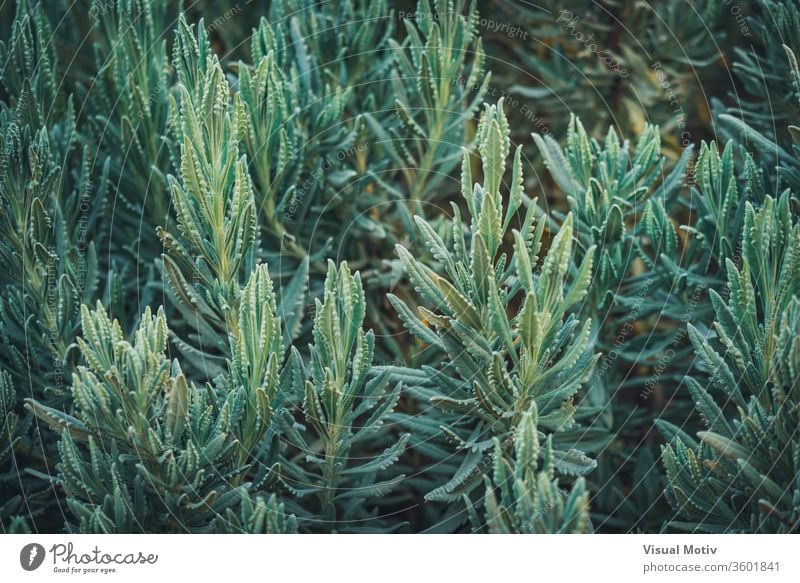 Üppige Zweige von Lavandula Heterophylla, allgemein bekannt als Süßer Lavendel Natur natürlich Pflanzen Blätter Park Garten botanisch Botanik grün Flora