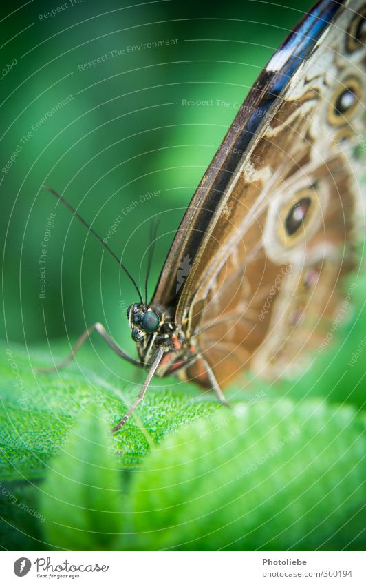 Butterfly Tier Schmetterling Tiergesicht Flügel Zoo 1 exotisch einzigartig Neugier schön braun grün schwarz friedlich Wachsamkeit ruhig ästhetisch Idylle Natur