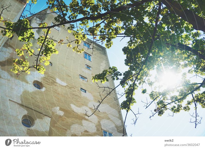 Alter Turm Wien alt historisch Bauwerk Fassade Außenaufnahme Architektur Gebäude Menschenleer Farbfoto Haus Stadt Altstadt Tag Stadtzentrum Baum Sonne