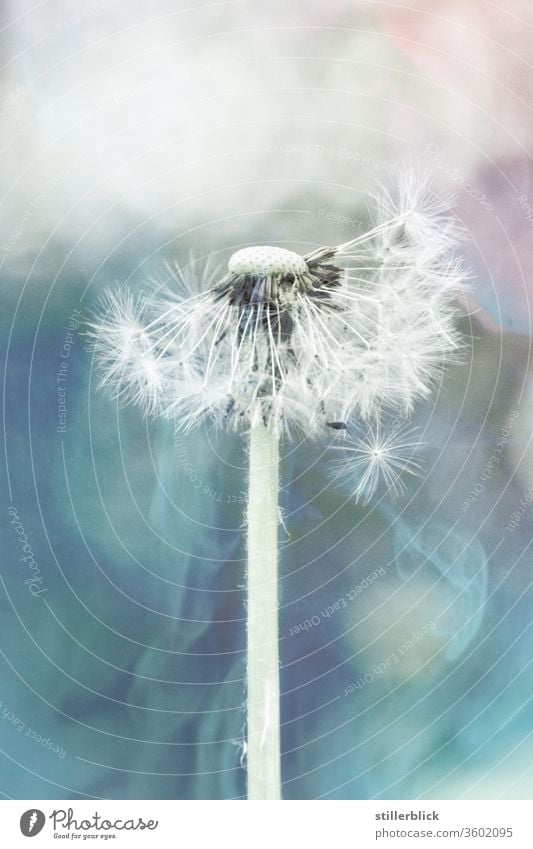 Pusteblume in Blautönen gehalten Löwenzahn Samen Pflanze Nahaufnahme blau