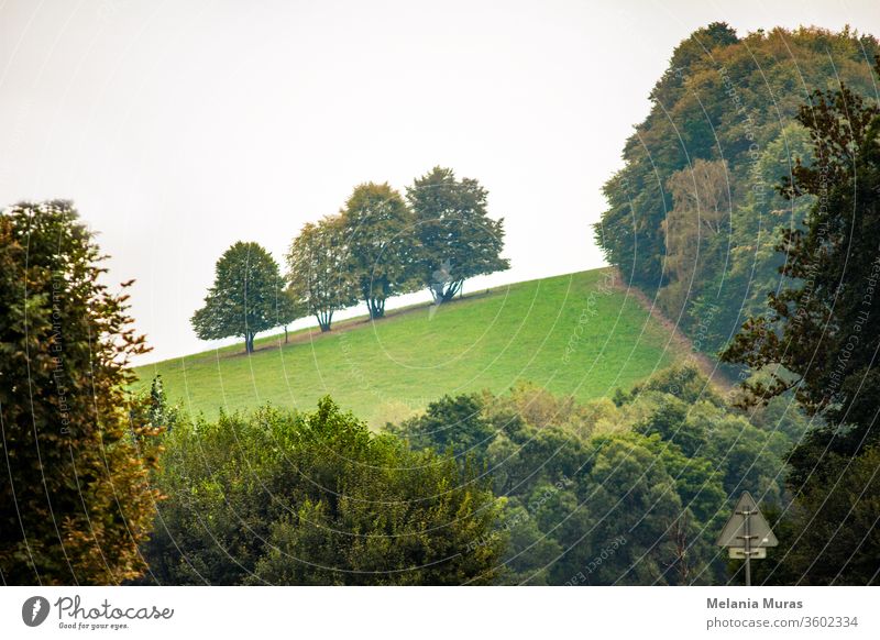 Geometrie in der Natur, Landschaft mit Bäumen und Sträuchern und Straßenschild. Grünes Gras am Hang, umgeben von Bäumen. Blick aus dem Auto. Baum