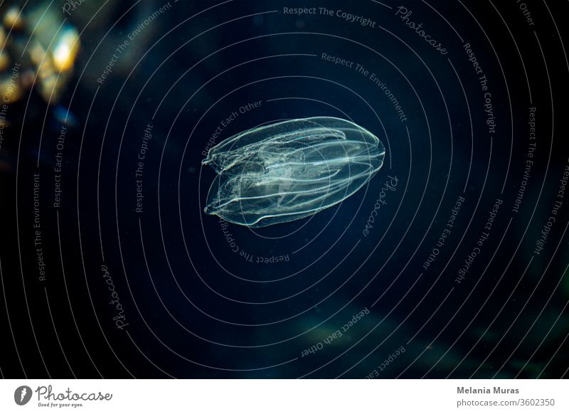 Meerwalnuss, Amerikanisches Kammgelee, Warzenkammgelee oder Leidy'sche Kammgelee (Mnemiopsis leidyi). Adriatisches Meer. Ein kleines, transparentes Meerestier auf schwarzem Hintergrund. Winzige Qualle. Unterwasserwelt.