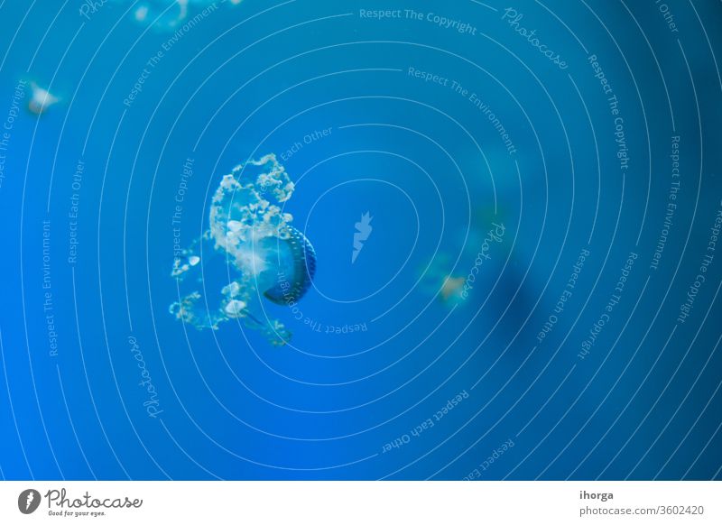 Quallen (Medusozoa). Meeresquallen im Wasser. Tier Aquarium aquatisch Hintergrund Biolumineszenz blau Chrysaora schließen Nahaufnahme Nesseltiere Kreatur