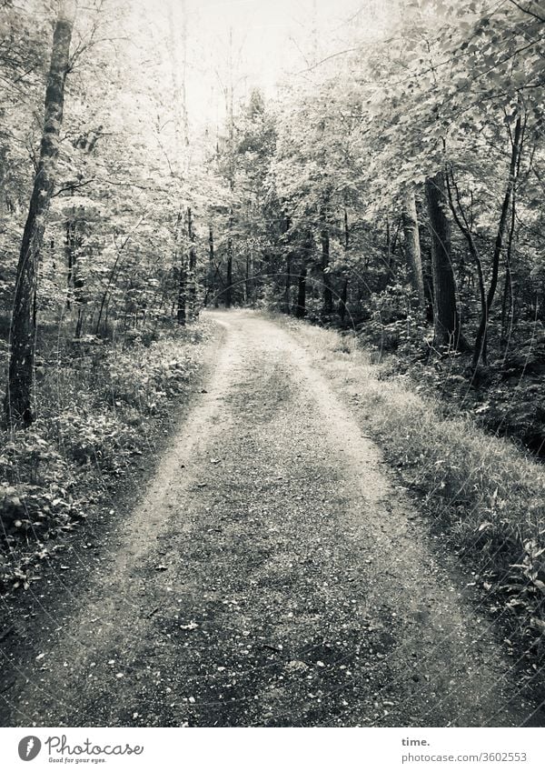 Märchenwald waldweg laubbaum silbrig natur park perspektive menschenleer einsam