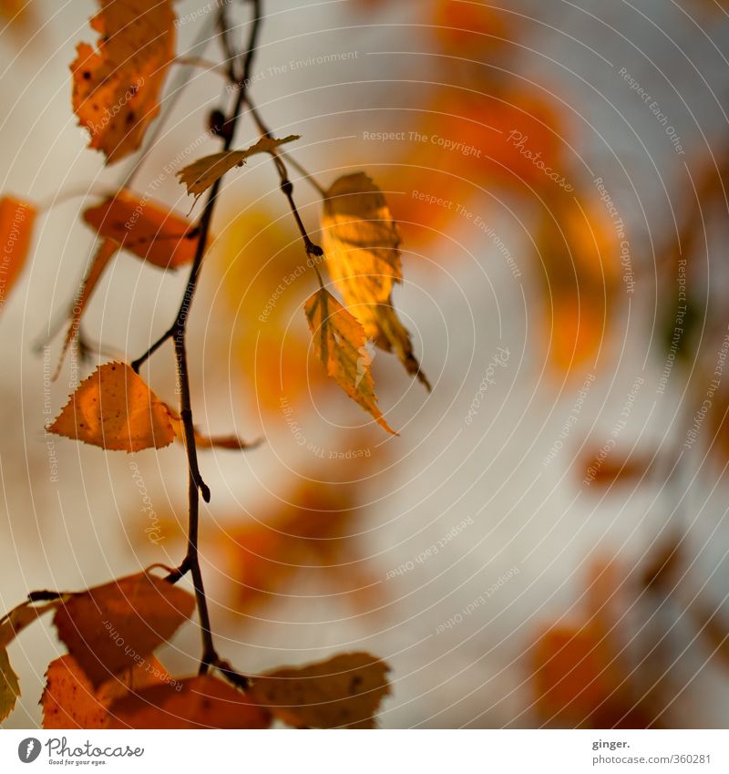 Warten auf Dinge, die nie passieren. Umwelt Natur Pflanze Herbst Klima Dürre Baum Blatt Birke Birkenblätter alt fallen festhalten dehydrieren schön grau orange