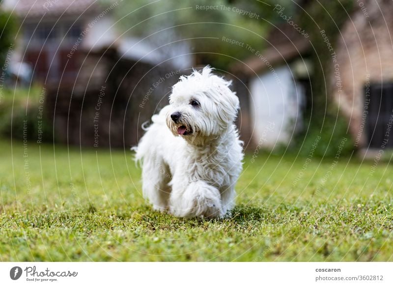 Maltesischer Hund an einem Frühlingstag bezaubernd Tier Hintergrund schön züchten Eckzahn heiter niedlich Hündchen in Bewegung heimisch domestiziert Wald