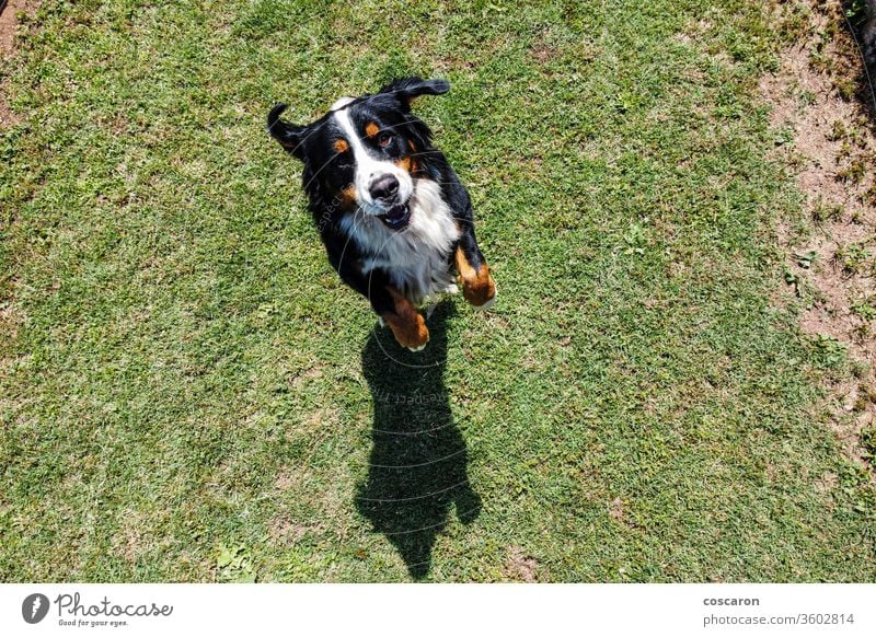 Berner Sennenhund springt. Ansicht von oben Aktion aktiv bezaubernd Tier Hintergrund schön groß schwarz züchten Eckzahn niedlich Hund heimisch genießen Freund