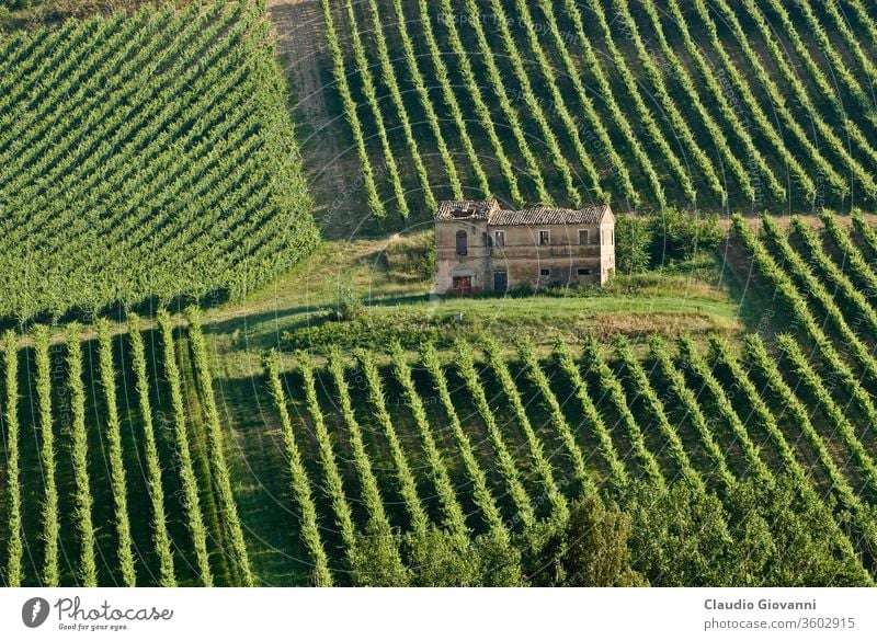 Bauernhof in Italien Gutshaus Weinberg Baum Feld Landschaft Ackerbau Ruine kultivieren Kultur Italienisch Marche ancona grün Sommer Panorama panoramisch Ansicht