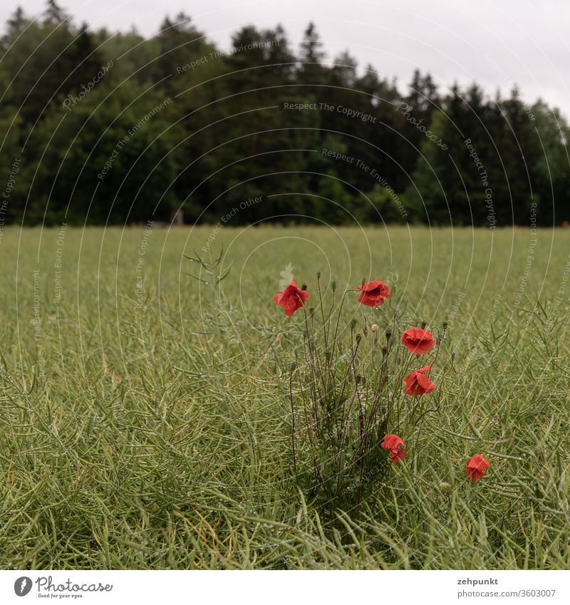 Sechs Klatschmohnblüten als Gruppe auf einem Feld, im Hintergrund der Waldrand Mohnblüte Mohnblume Landwirtschaft Juni Frühsommer rot grün