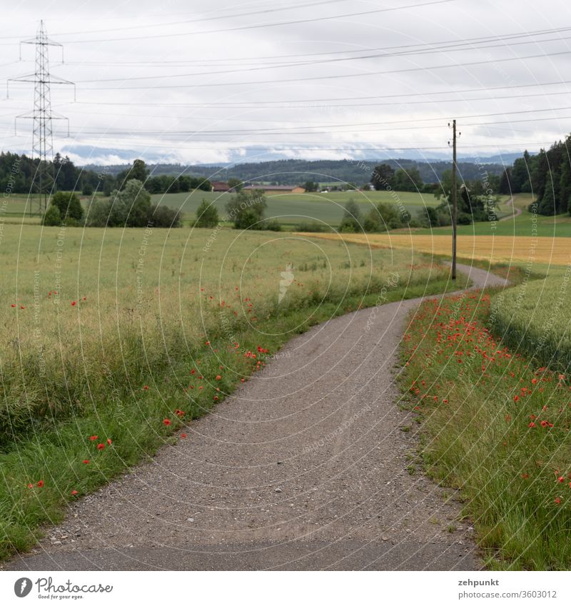 Ein Weg kurvt durch Felder, gesäumt von Klatschmohn, gequert von einer Stromleitung. Im Hintergrund verschwinden die Alpen in den Wolken feldweg Wege & Pfade