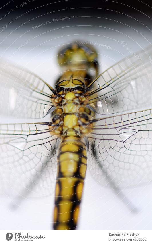 Libelle Tier Wildtier 1 dünn exotisch braun gold grau grün schwarz weiß Flügel Libellenflügel natur Naturwunder schön Farbfoto Außenaufnahme Nahaufnahme