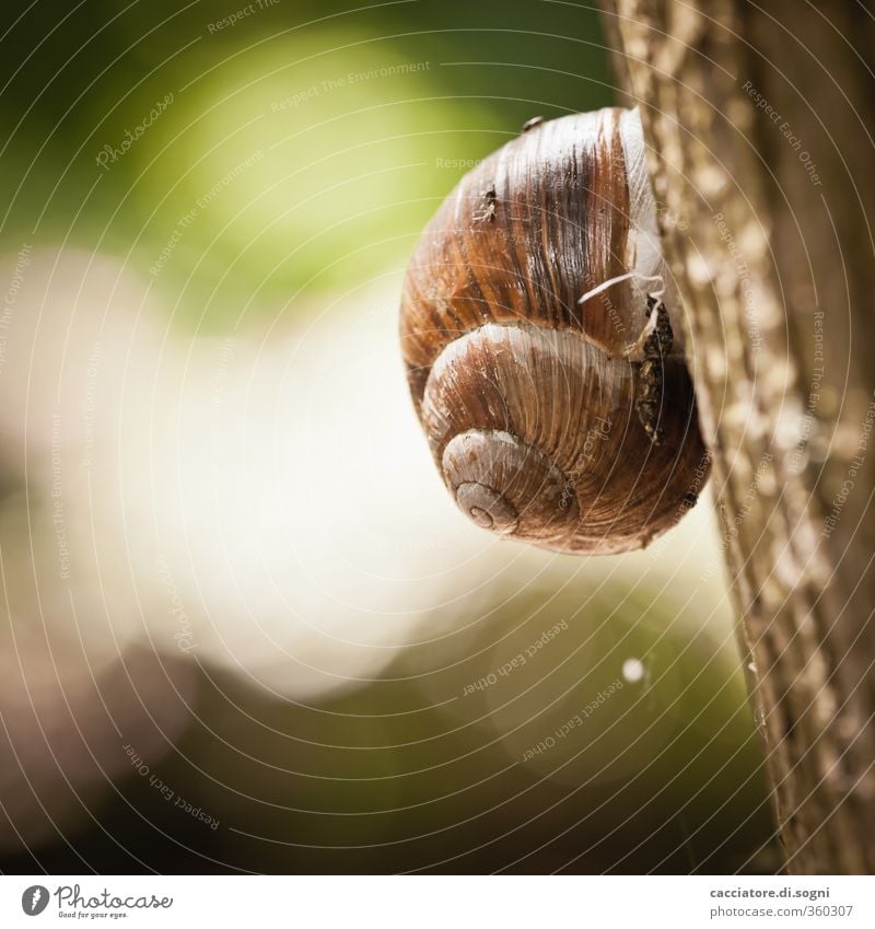 straight up Frühling Schönes Wetter Baum Tier Schnecke 1 Schneckenhaus einfach fest Freundlichkeit hell hoch klein rund schleimig sportlich Wärme braun grün