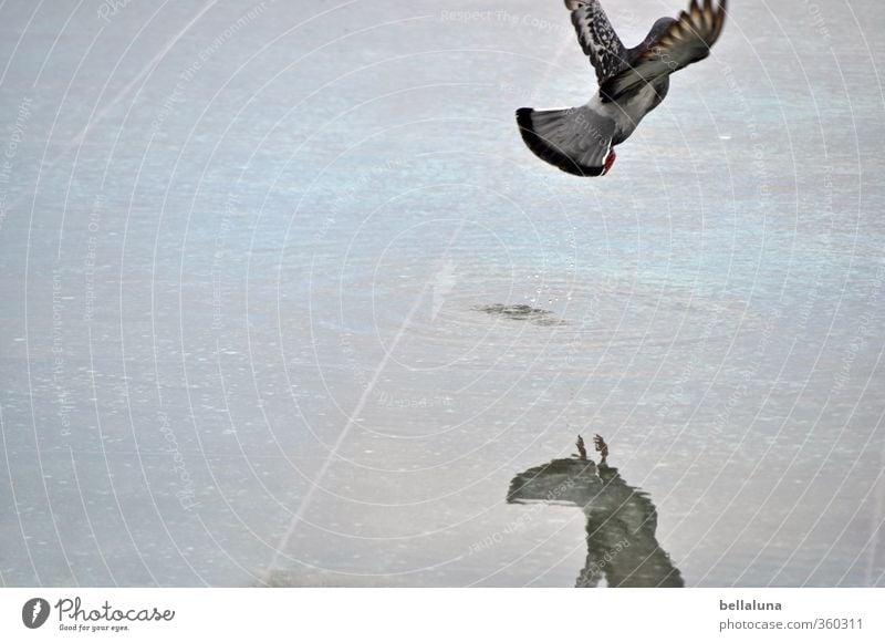 Aufbruch... Wasser Tier Wildtier Vogel Taube Flügel 1 fliegen blau grau Freiheit Pfütze Farbfoto Gedeckte Farben Außenaufnahme Menschenleer Textfreiraum links