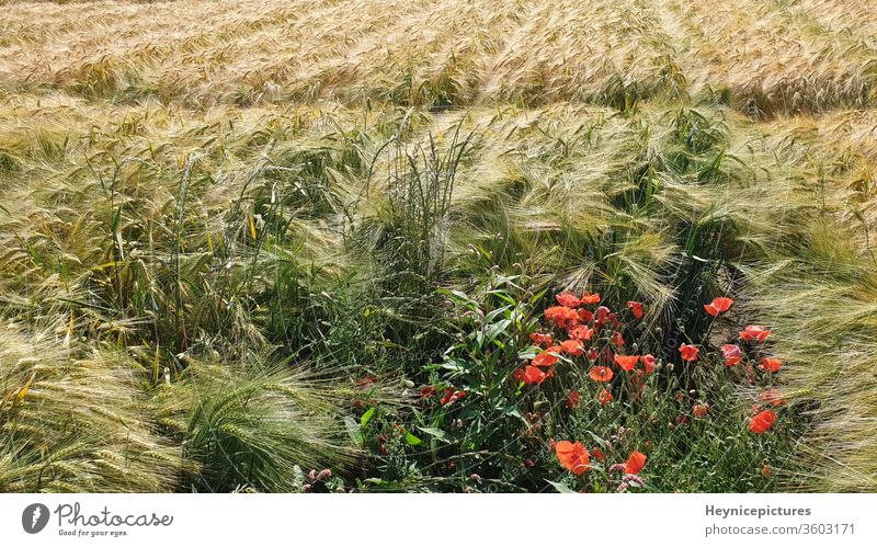 Maisfeld mit Mohnblumen Landwirtschaft im Freien Blume Natur Sommer hell Pflanze Feld geblümt Saison Flora natürlich Blüte Blütezeit Blütenblatt Landschaft