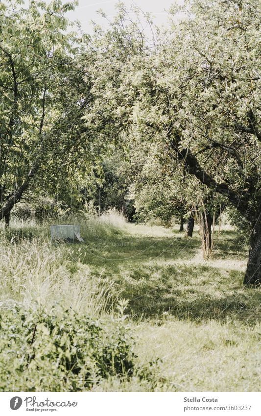 Obstplantage Apfelbäume Bäume Garten Kirschbäume Naturaufnahme draußen grün landwirtschaft nachhaltig natur naturschutz niemand sommer ökologisch Plantage