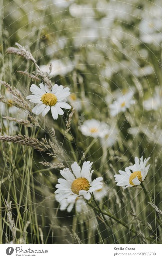 Feld mit Kamillenblüten Makro Nahaufnahme bienenwiese blumenfeld detail detailaufnahme grün kamille margeriten nachhaltig natur ökologisch Magerite Pflanze