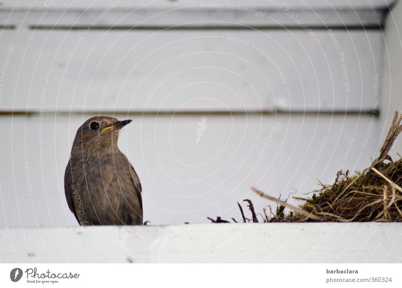 Untermieter | Dachwohnung Haus Vogel Horst Nestbau 1 Tier Tierfamilie Holz bauen füttern Häusliches Leben Geborgenheit Tierliebe achtsam Sorge Fürsorge Natur