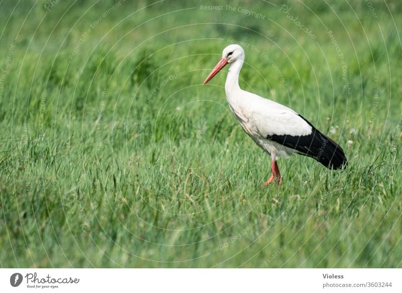 Adebar Storch Tier Vogel Ciconiidae Schnabel Weißstorch Klapperstorch Wiese