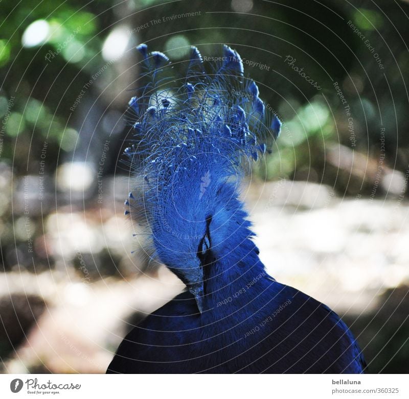 Diva Umwelt Natur Pflanze Tier Frühling Sommer Schönes Wetter Sträucher Wildpflanze Park Wildtier Vogel Taube 1 sitzen blau grün schwarz weiß exotisch Farbfoto