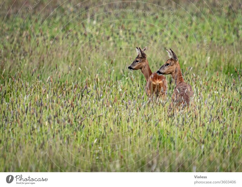 Rehe im hohen Gras Hirsch Wiese Wild Tiere Natur Wildtier grün Außenaufnahme natürlich Fauna