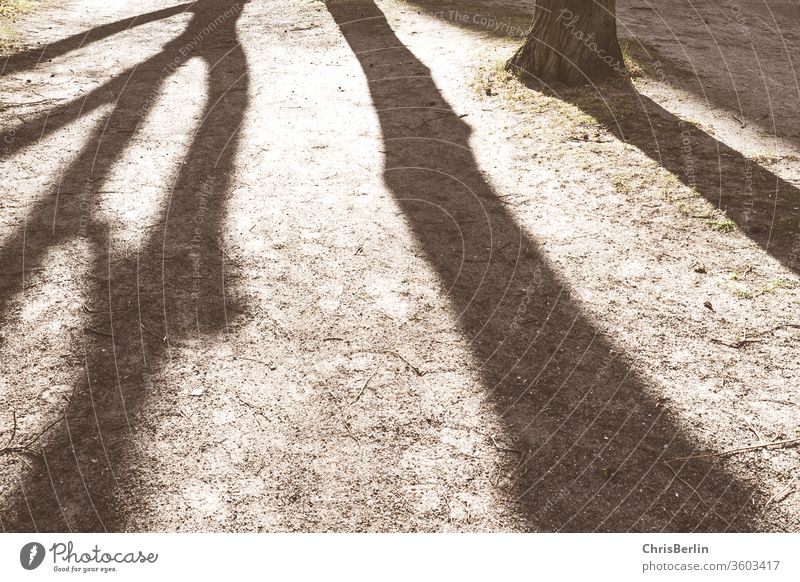 Schatten durch Bäume Schattenspiel Baum Sonne Baumstamm Natur