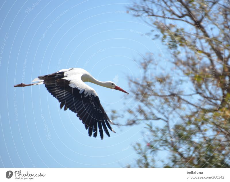 Feierabend Umwelt Natur Himmel Wolkenloser Himmel Frühling Sommer Schönes Wetter Baum Sträucher Tier Wildtier Vogel 1 fliegen Storch schwarz weiß Farbfoto