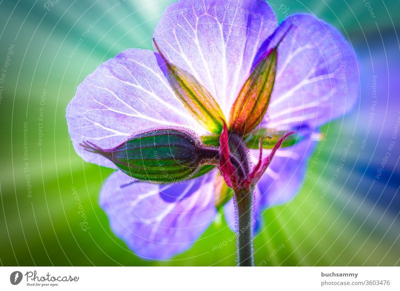 Blüte eines Wiesenstorchenschnabel im Hintergrund Strahlt eine Angedeutete Sonne ihre strahlen aus. Blaues Schabelkraut Botonik Geranium Pratense Gewächs