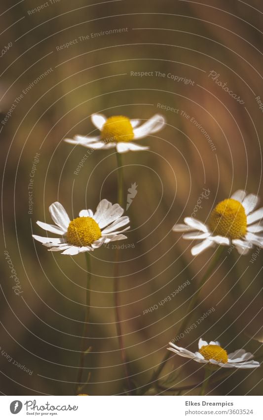 Kamille Heilpflanzen Blume Sommer Natur Blühend